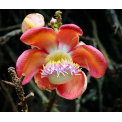 FIGOWIEC PAGODOWY Ficus religiosa