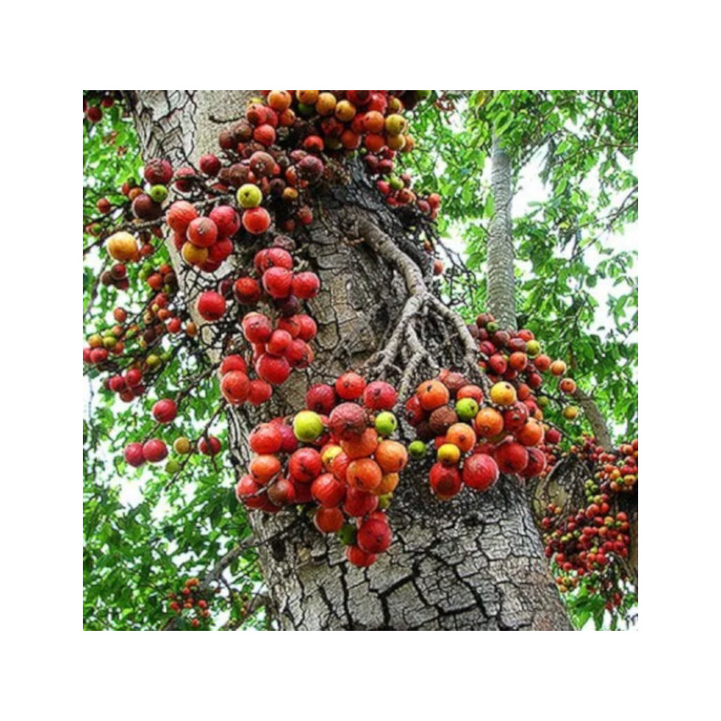 FIGOWIEC PAGODOWY Ficus religiosa