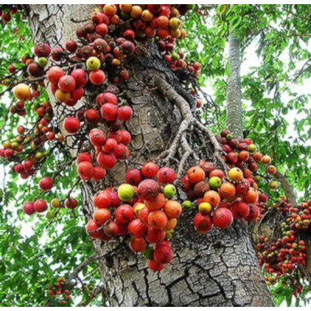FIGOWIEC PAGODOWY Ficus religiosa