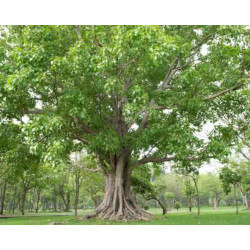 FIGOWIEC PAGODOWY Ficus religiosa