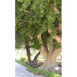 FIGOWIEC TĘPY Ficus retusa