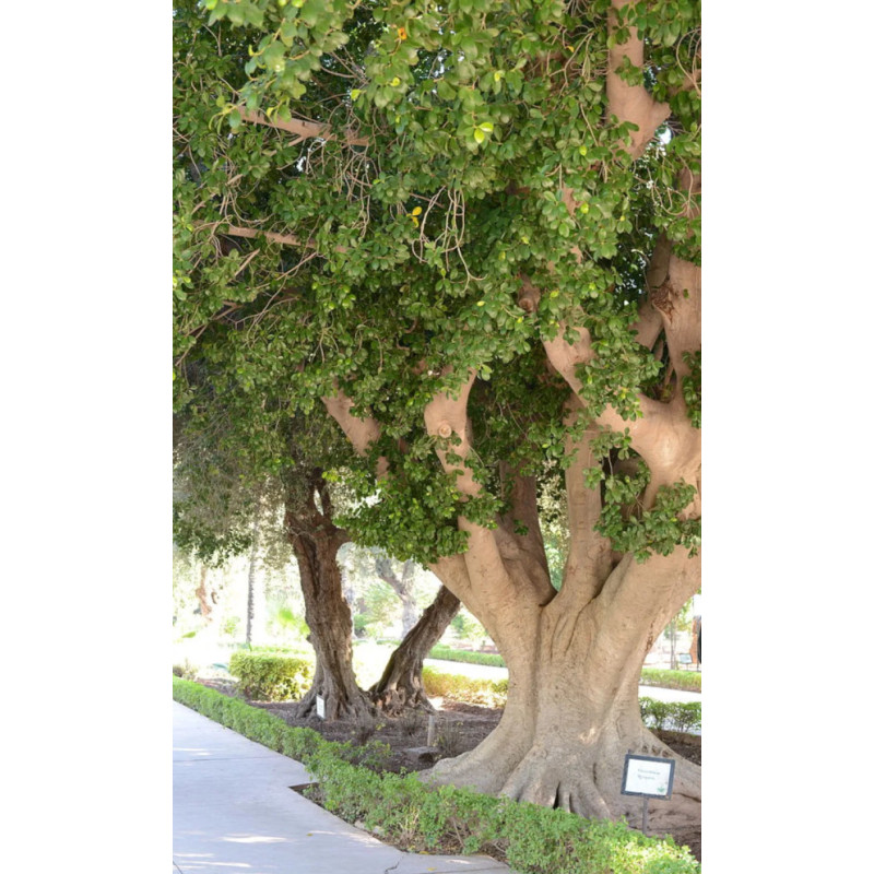 FIGOWIEC TĘPY Ficus retusa