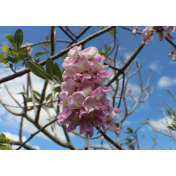 GLIRICIDIA Gliricidia sepium