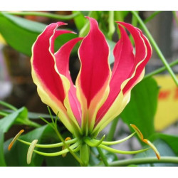 Gloriosa superba