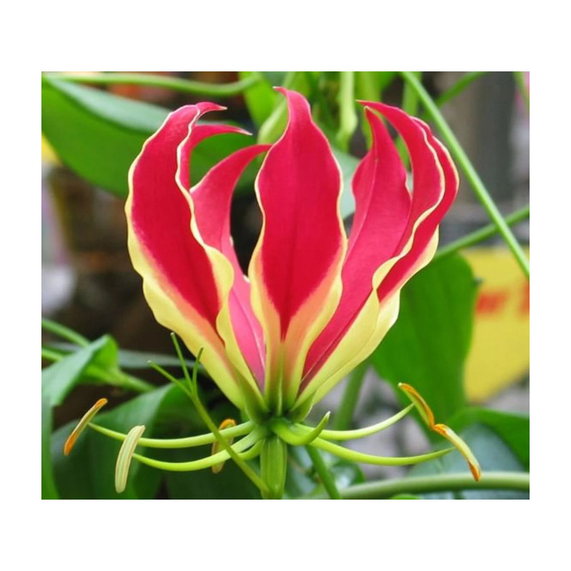 Gloriosa superba
