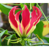 Gloriosa superba