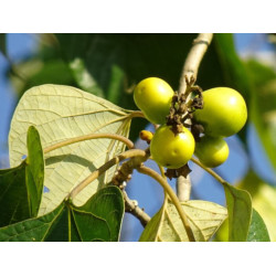 GMELINA  Gmelina arborea