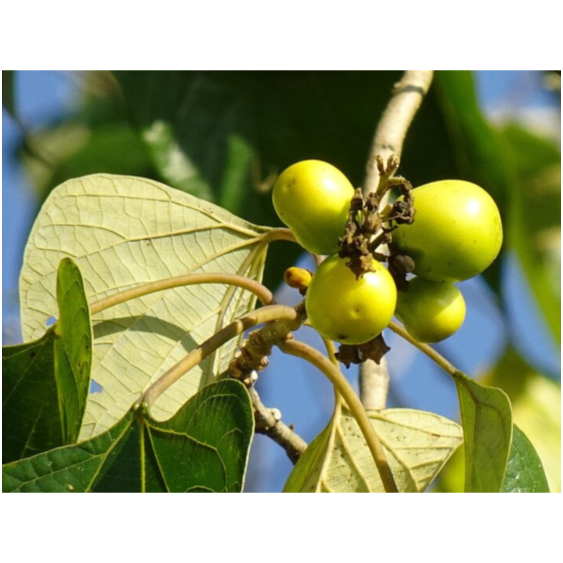 GMELINA  Gmelina arborea