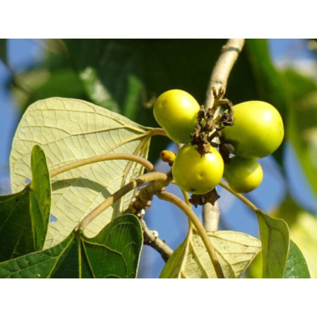 GMELINA  Gmelina arborea