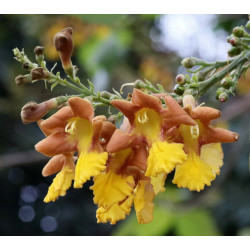 GMELINA  Gmelina arborea