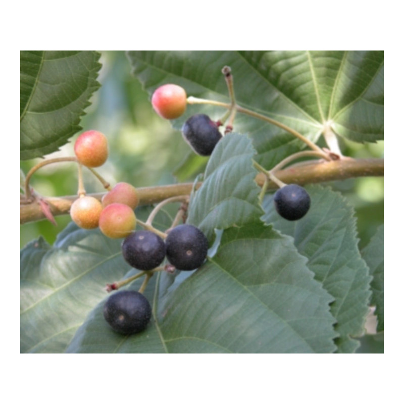 GREWIA ASIATICA Grewia asiatica