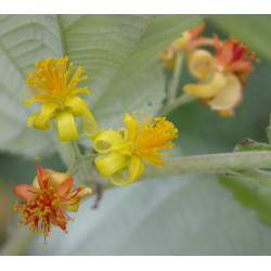 GREWIA ASIATICA Grewia asiatica