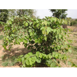 GREWIA ASIATICA Grewia asiatica