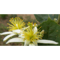 GREWIA OPTIVA Grewia optiva