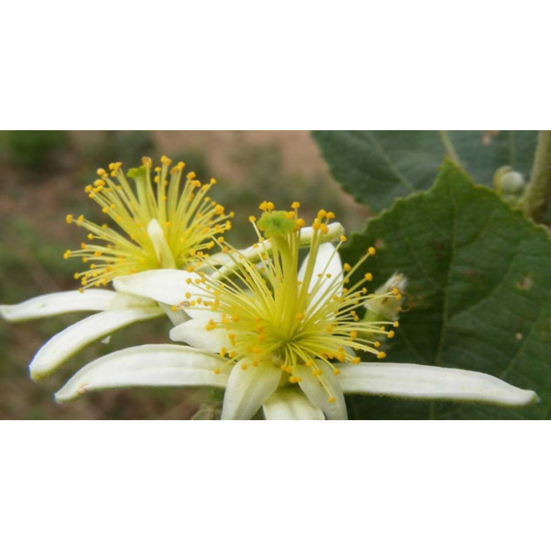 GREWIA OPTIVA Grewia optiva