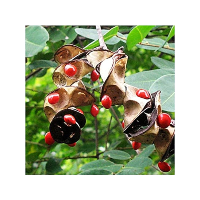 GRUCZOŁOWIEC PAWI Adenanthera pavonina