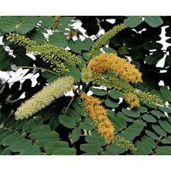 GRUCZOŁOWIEC PAWI Adenanthera pavonina