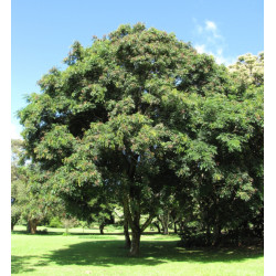 GRUCZOŁOWIEC PAWI Adenanthera pavonina