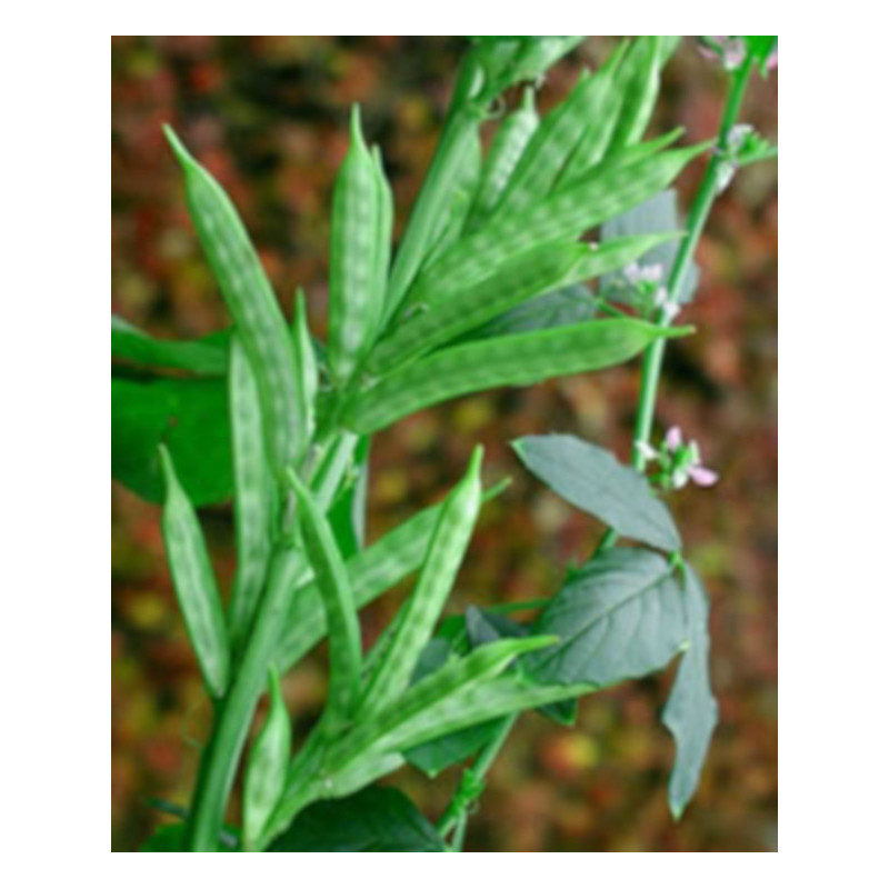 Cyamopsis tetragonoloba