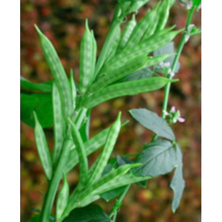 Cyamopsis tetragonoloba