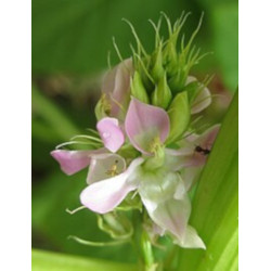 Cyamopsis tetragonoloba