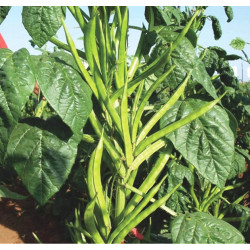 Cyamopsis tetragonoloba