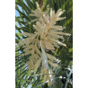 WASZYNGTONIA NITKOWATA Washingtonia filifera
