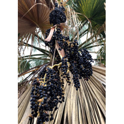 WASZYNGTONIA NITKOWATA Washingtonia filifera