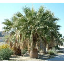 WASZYNGTONIA NITKOWATA Washingtonia filifera