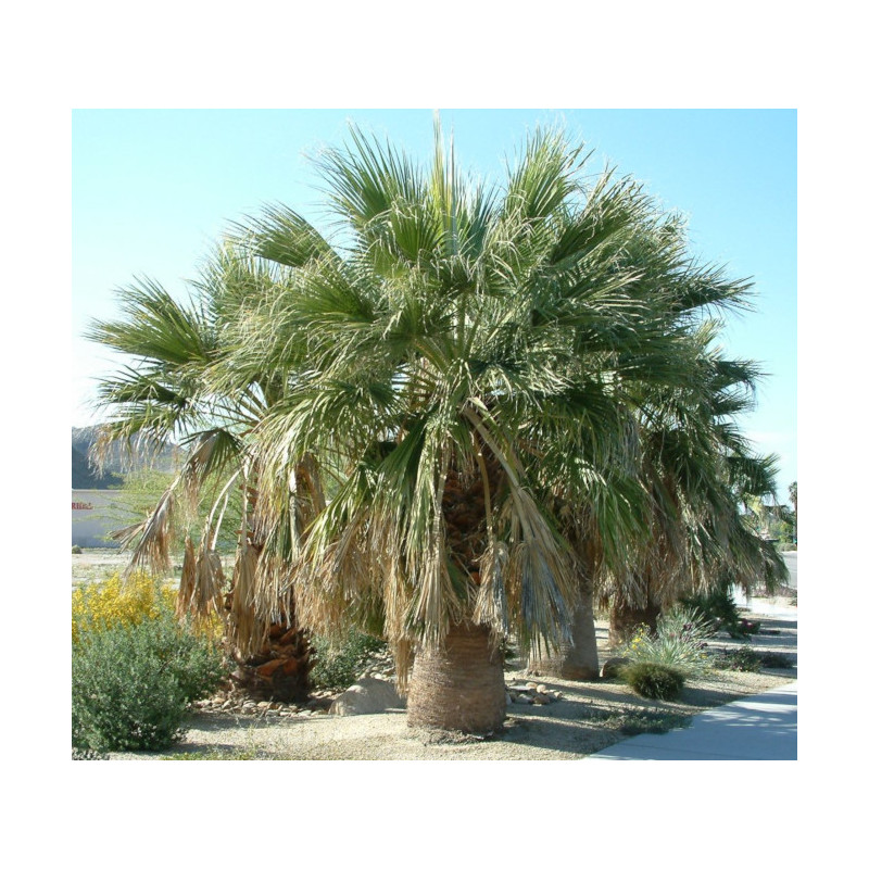 WASZYNGTONIA NITKOWATA Washingtonia filifera