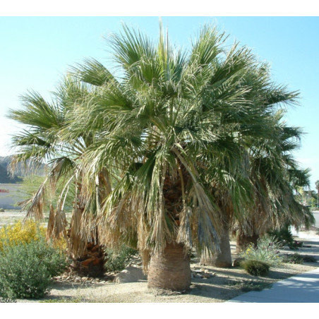 WASZYNGTONIA NITKOWATA Washingtonia filifera
