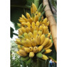 BANANOWIEC BALBISIANA Musa balbisiana