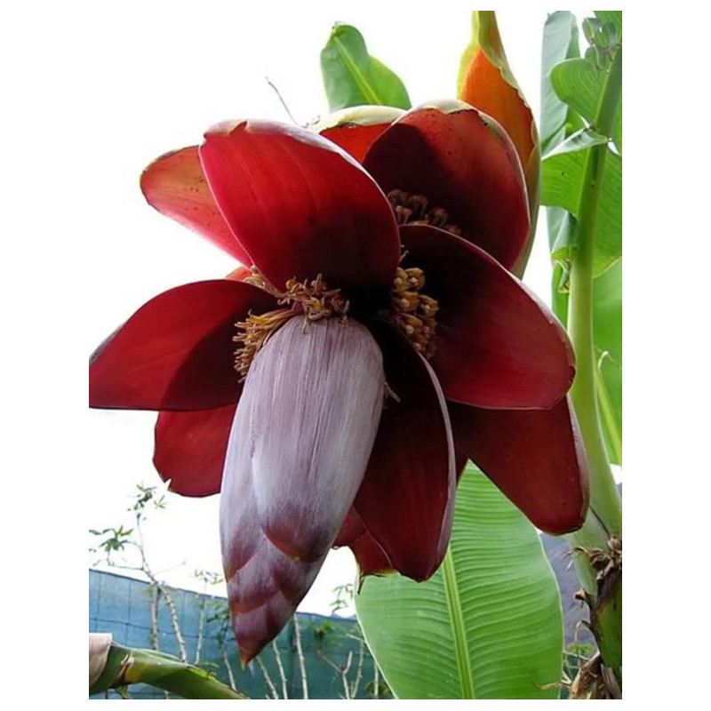 BANANOWIEC BALBISIANA Musa balbisiana