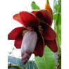 Musa balbisiana