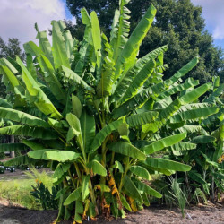 Musa balbisiana