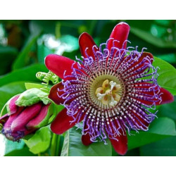 MĘCZENNICA OLBRZYMIA Passiflora quadrangularis