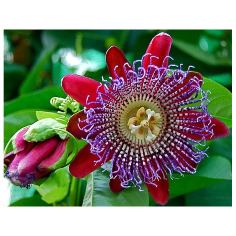 MĘCZENNICA OLBRZYMIA Passiflora quadrangularis