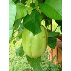 Passiflora quadrangularis