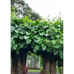 MĘCZENNICA OLBRZYMIA Passiflora quadrangularis