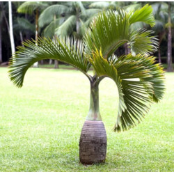 HIOFORBA BUTELKOWA Hyophorbe lagenicaulis