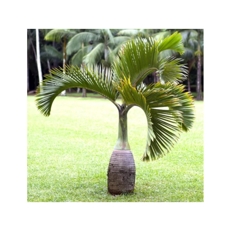 Hyophorbe lagenicaulis