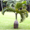 HIOFORBA BUTELKOWA Hyophorbe lagenicaulis