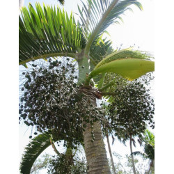 HIOFORBA BUTELKOWA Hyophorbe lagenicaulis