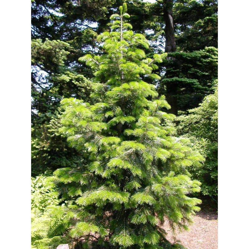 JODŁA NEPALSKA Abies pindrow