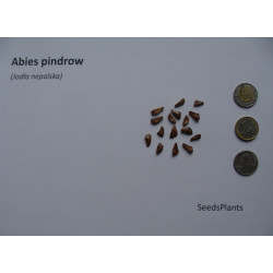 JODŁA NEPALSKA Abies pindrow