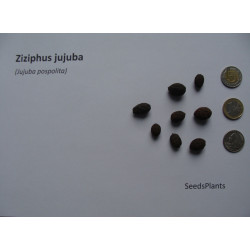 Ziziphus jujuba