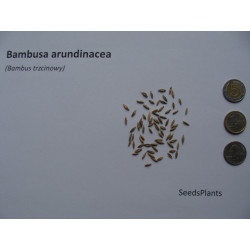 BAMBUS TRZCINOWATY Bambusa arundinacea