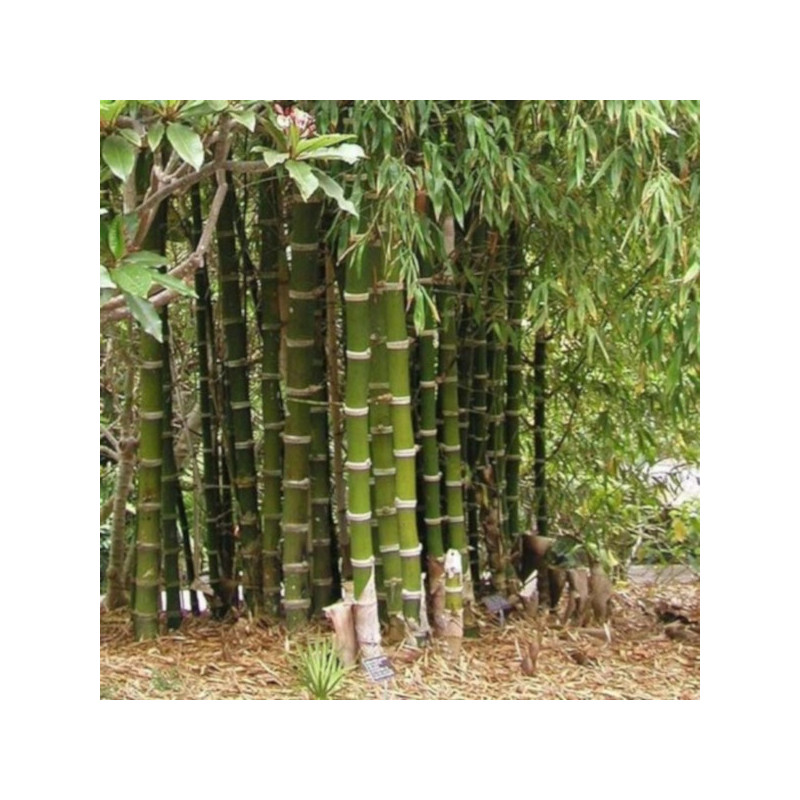 BAMBUS TRZCINOWATY Bambusa arundinacea