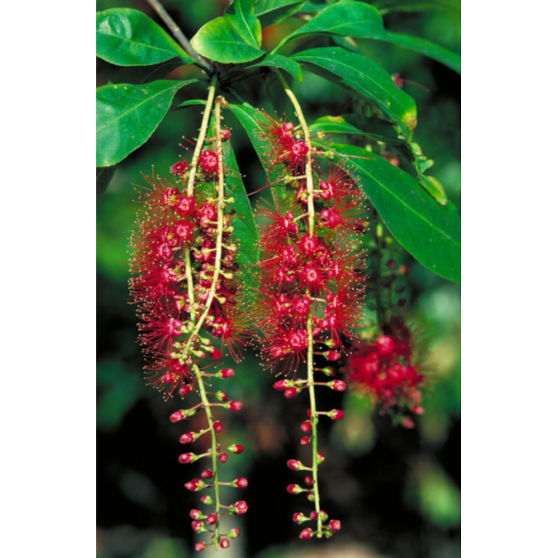 Barringtonia acutangula