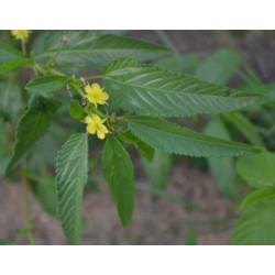 JUTA KOLOROWA Corchorus olitorius